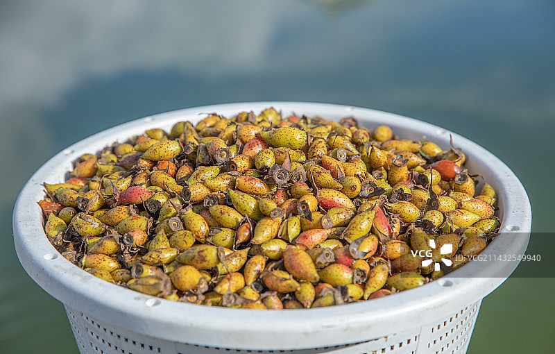 堆积在一起的中药材金樱子图片素材