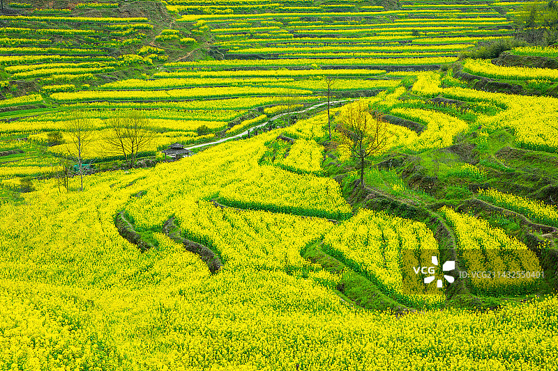 安徽省黄山市徽州区呈坎灵山梯田春季油菜花海风光图片素材
