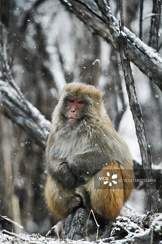丹巴看到的藏酋猴在雪中依偎图片素材
