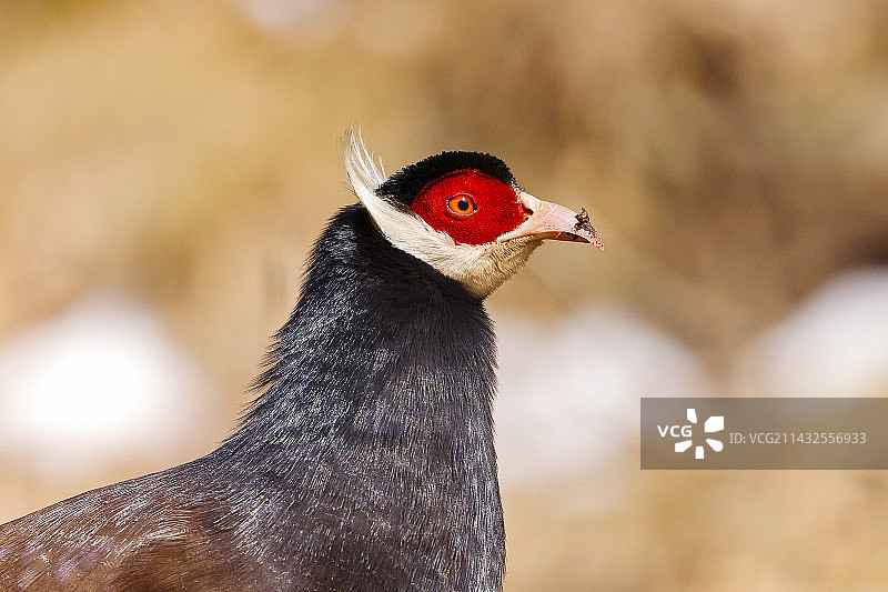 褐马鸡图片素材