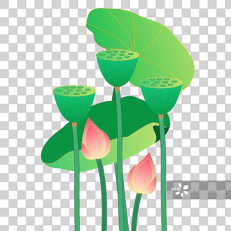 夏至夏天荷花和莲蓬免抠元素图片素材