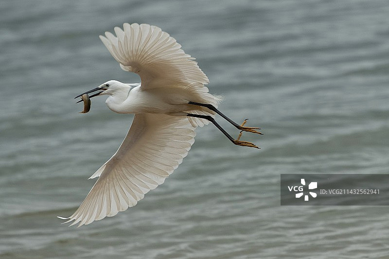 小白鹭抓泥鳅图片素材