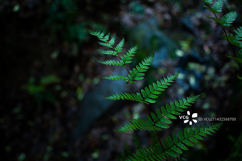 江南里的春图片素材