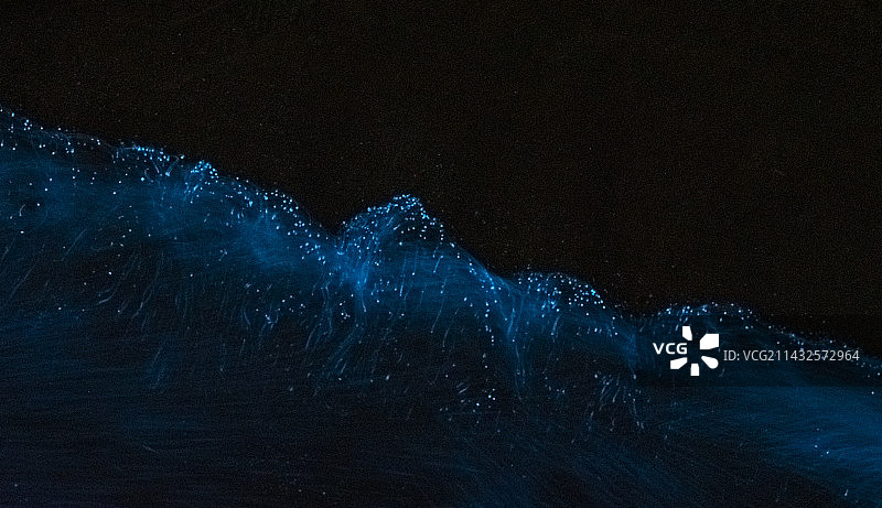 蓝眼泪图片素材