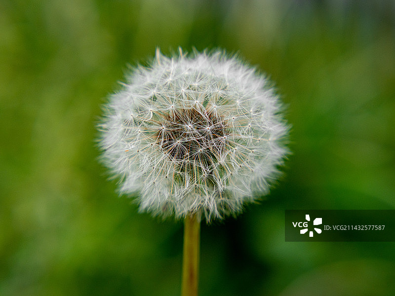 蒲公英微距图片素材