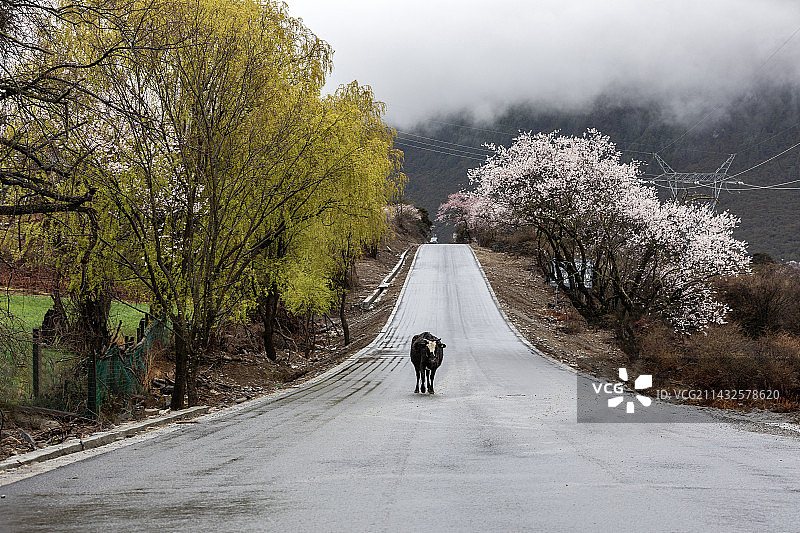 霸道的牦牛图片素材