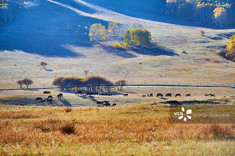木兰围场军马写生图片素材