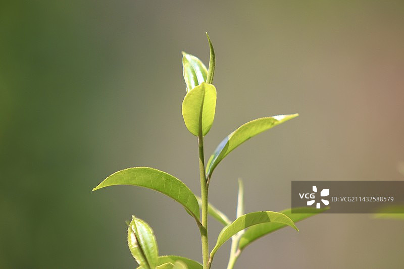 古树茶嫩芽图片素材