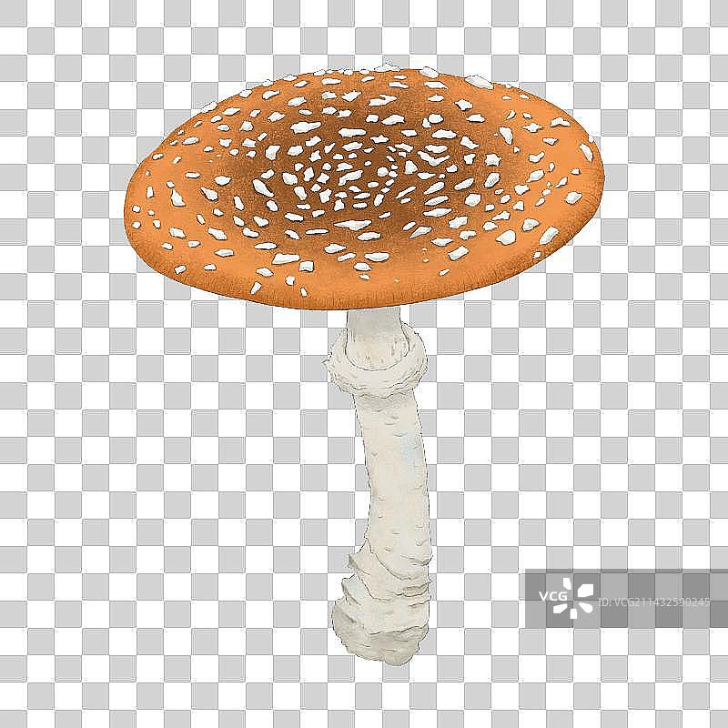 毒蘑菇4图片素材