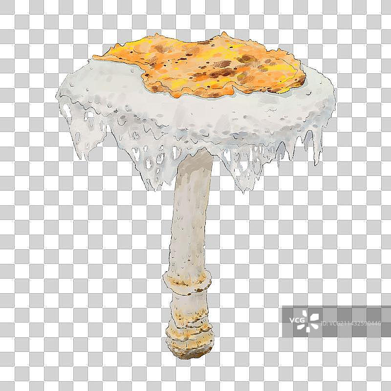 毒蘑菇5图片素材