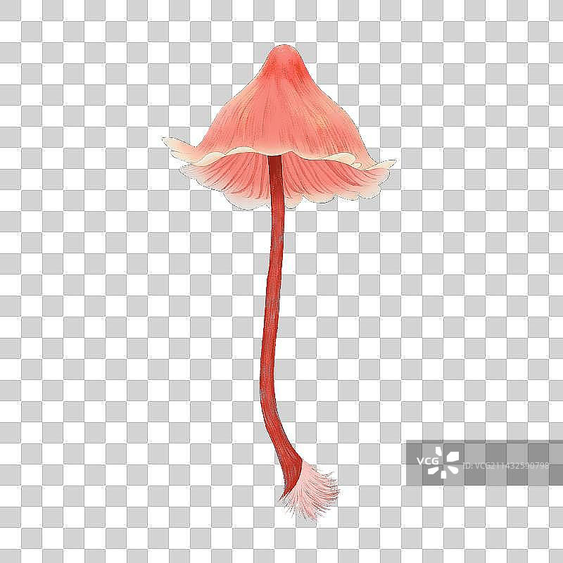 毒蘑菇6图片素材