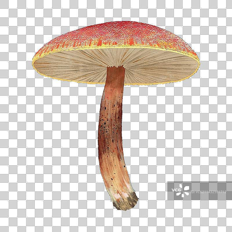 毒蘑菇10图片素材