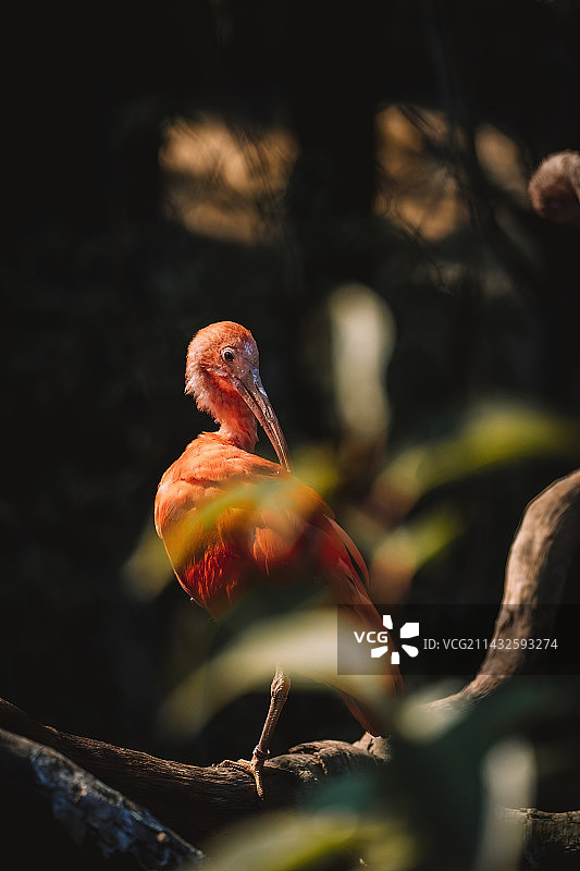 南美红鹮图片素材