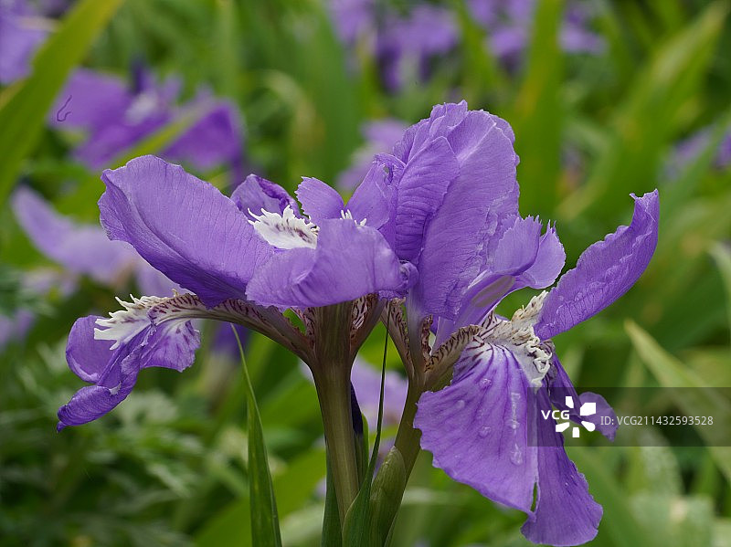 鸢尾图片素材
