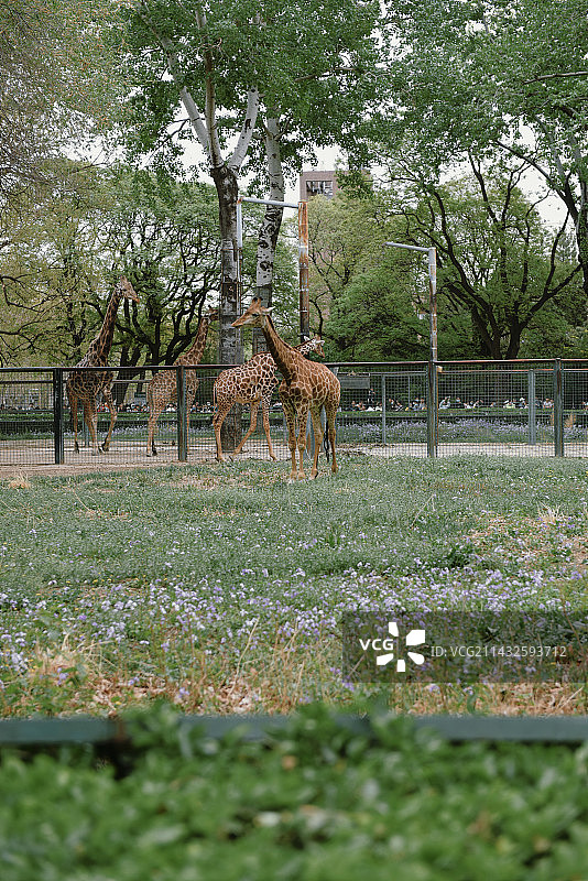 北京动物园图片素材