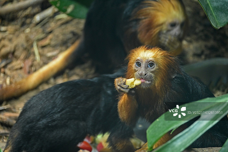 金头狮面狨图片素材