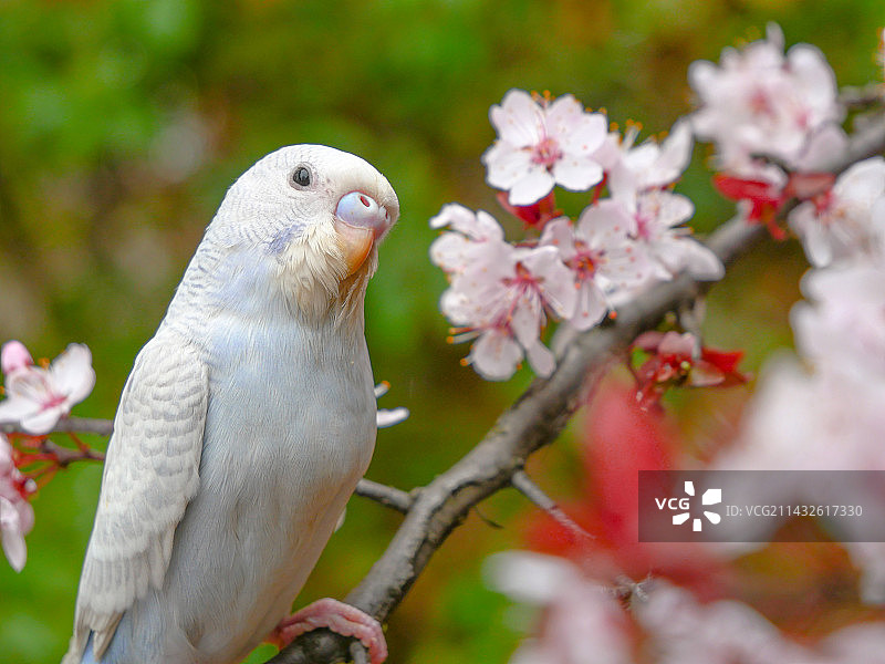 虎皮鹦鹉图片素材