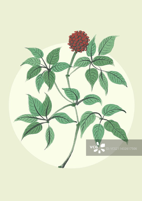 中药插画-田七图片素材