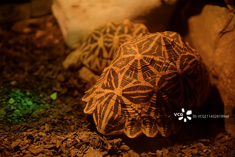 北京动物园图片素材