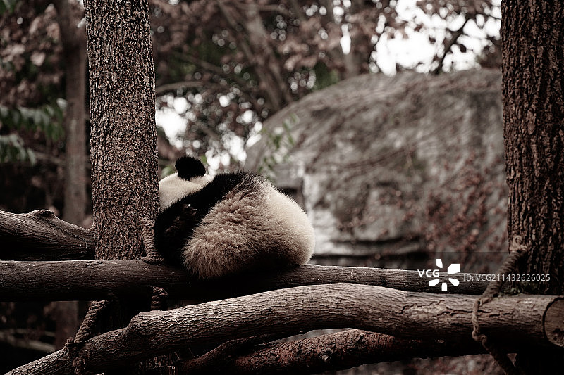 无奈的熊猫图片素材