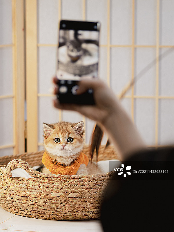 宠物猫图片素材