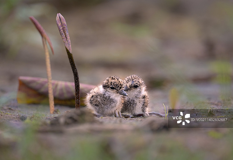 相依为命图片素材