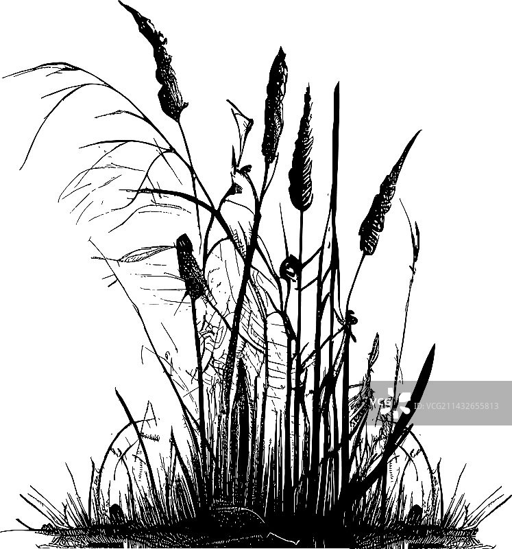 白色背景上的芦苇或香蒲剪影图片图片素材