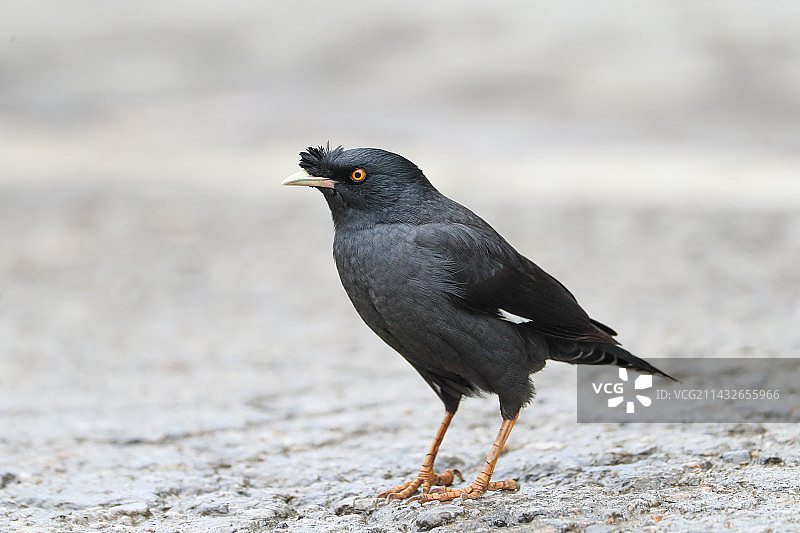 八哥的特写镜头图片素材