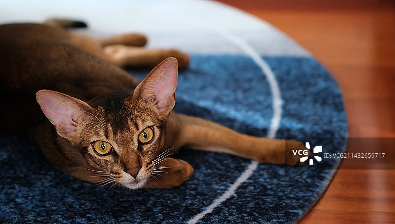 阿比西尼亚图片素材