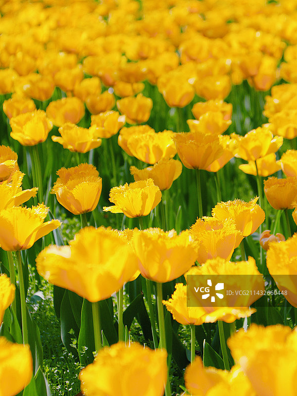 郁金香 花图片素材