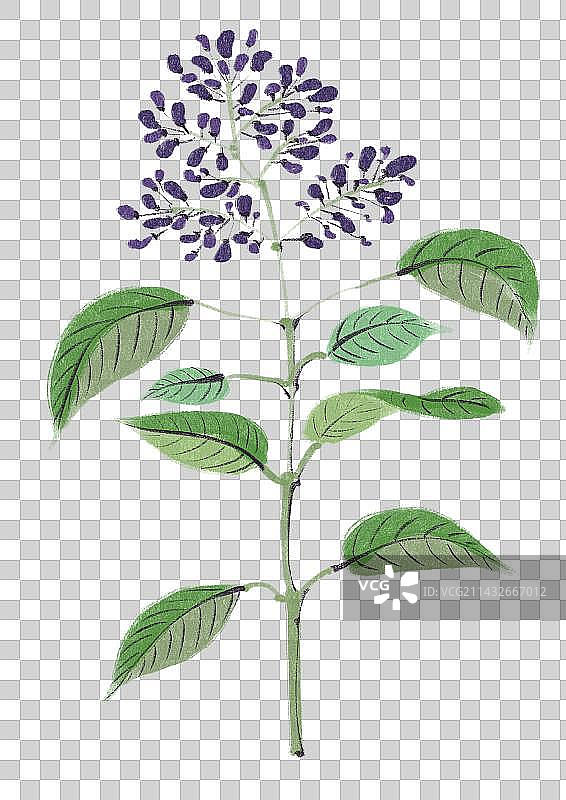 中药元素-女贞子图片素材