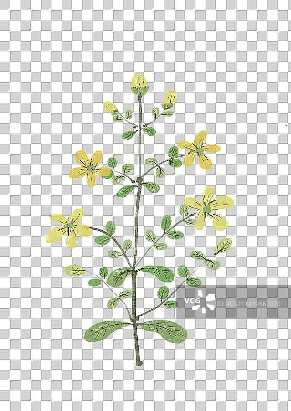 中药元素-圣约翰草图片素材