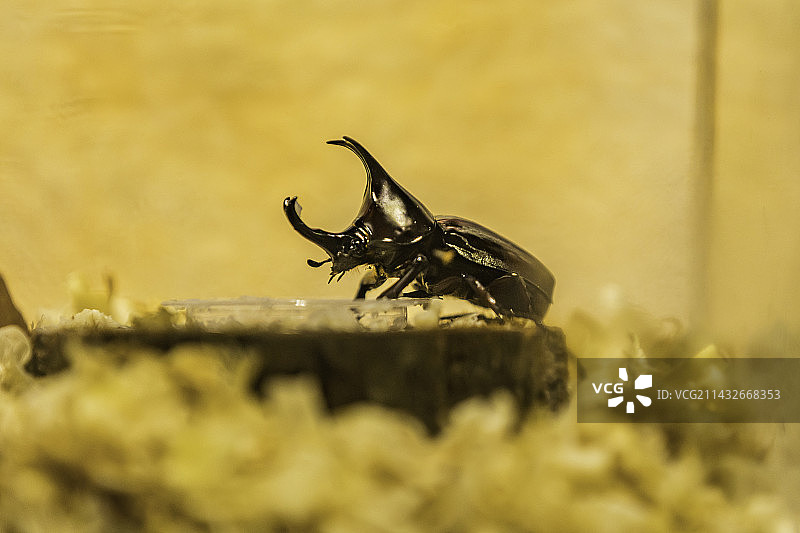 勐龙姬兜图片素材