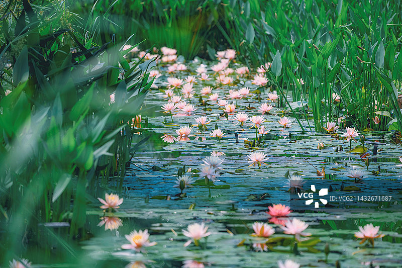 南宁青秀山莫奈花园池塘睡莲绽放图片素材