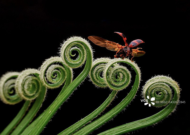 春天的音符图片素材