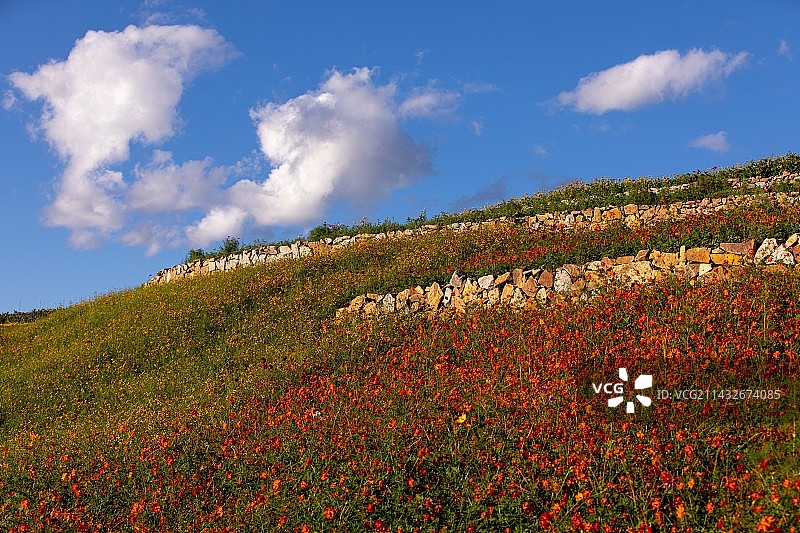 在乌兰浩特市天骄天骏度假区花海及景区景观图片素材