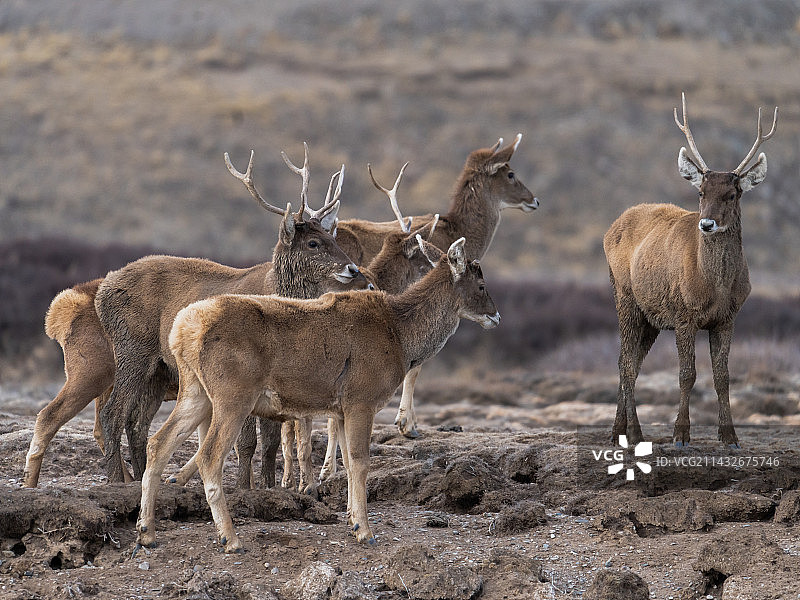 白唇鹿图片素材