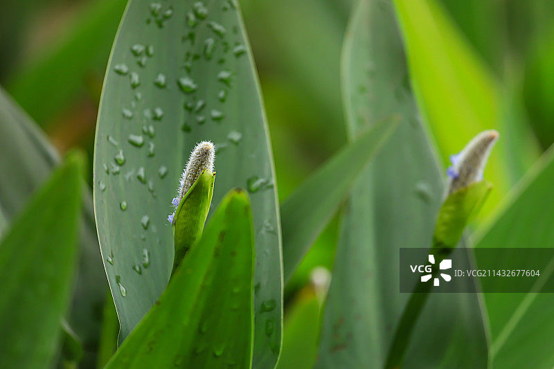 梭鱼草图片素材