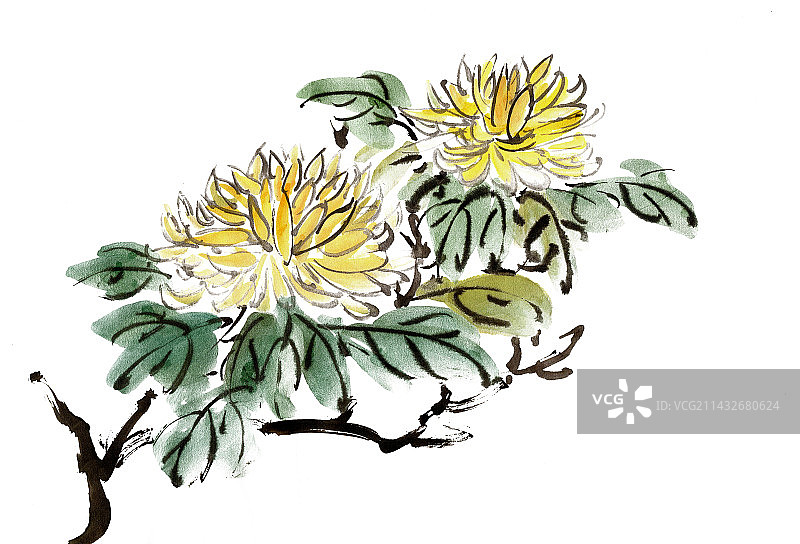 淡黄色的菊花图片素材