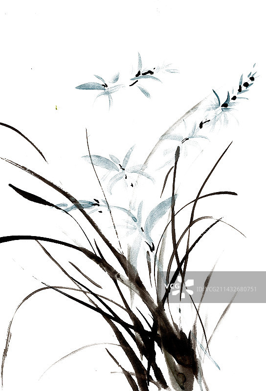 淡雅的兰花图片素材