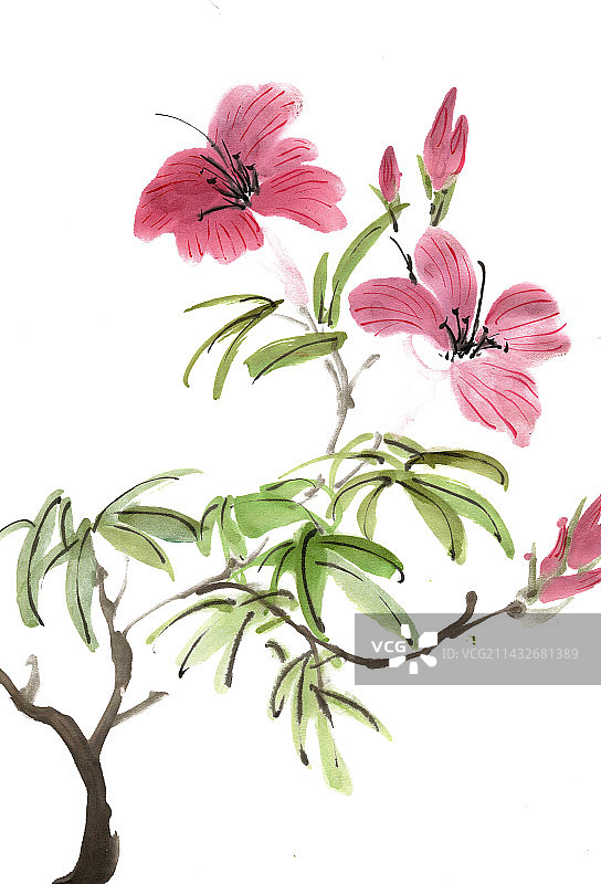 紫色的麝香百合图片素材