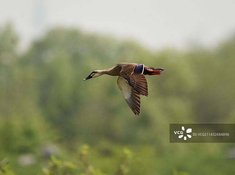 斑嘴鸭图片素材