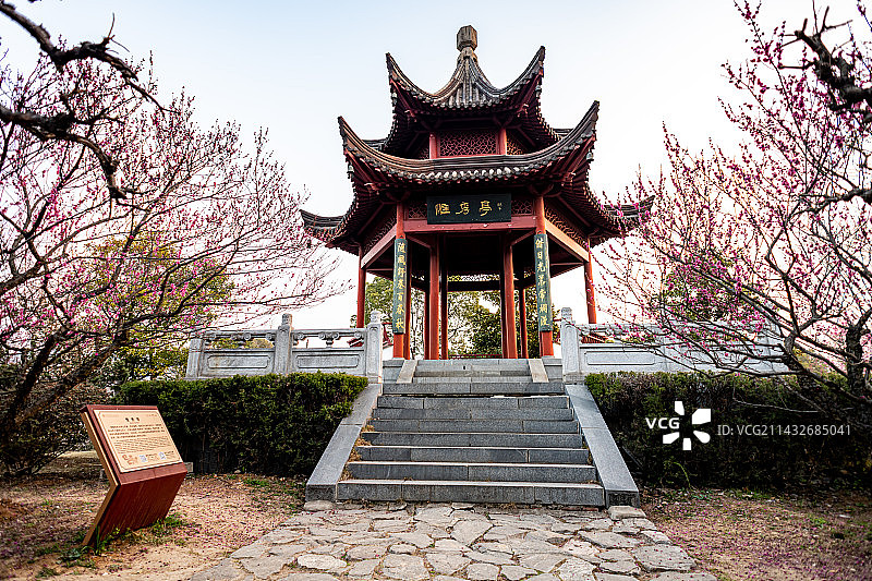 春天清晨梅花开遍的江苏南京钟山风景区梅花山梅花谷惟秀亭建筑春色景观图片素材