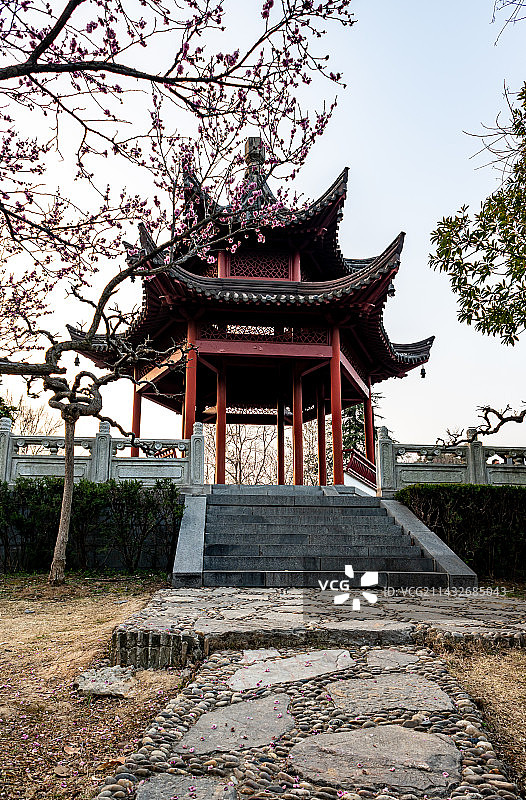 春天清晨梅花开遍的江苏南京钟山风景区梅花山梅花谷惟秀亭建筑春色景观图片素材