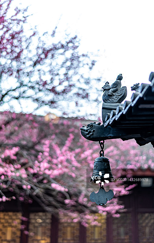 浙江湖州铁佛寺梅花背景映衬中的古建筑护花铃惊鸟铃特写镜头图片素材