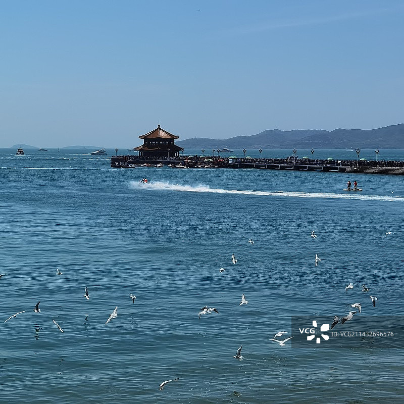 青岛栈桥上的海鸥图片素材