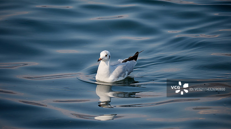 一只正在游泳的海鸥图片素材