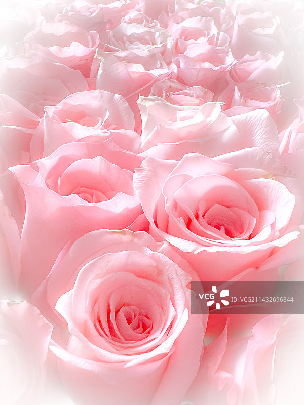 发光的粉色玫瑰花图片素材