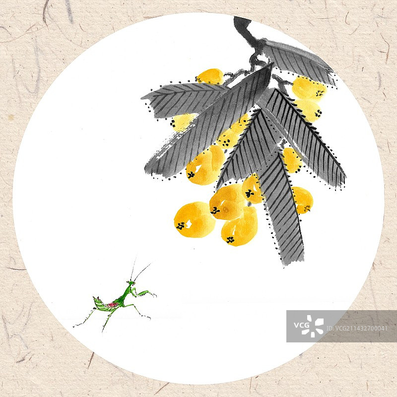 手绘水墨插画中国画枇杷螳螂图片素材