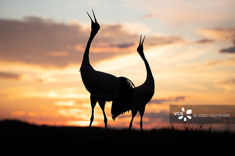 两只丹顶鹤在夕阳下鸣叫图片素材